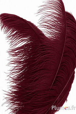 Struisvogel premium - 50-60 cm - bordeaux